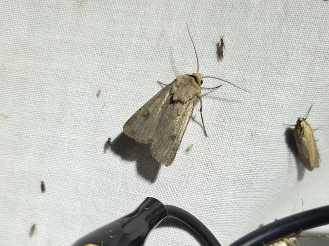 Agrotis exclamationis - felkiáltójeles földibagoly