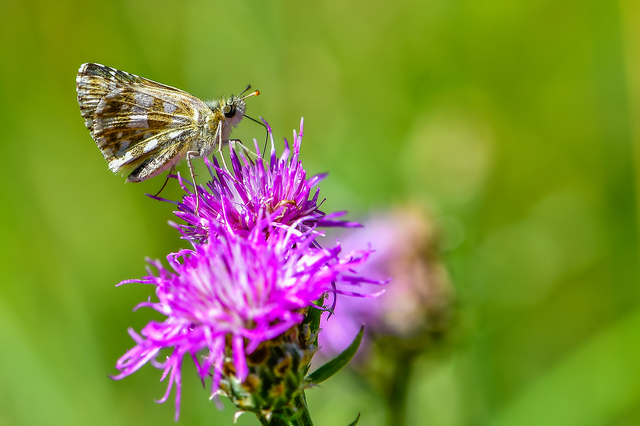 Pyrgus serratulae - homályos busalepke