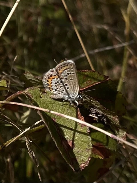 Plebejus argus - ezüstös boglárka Plebejus argus - ezüstös boglárka
