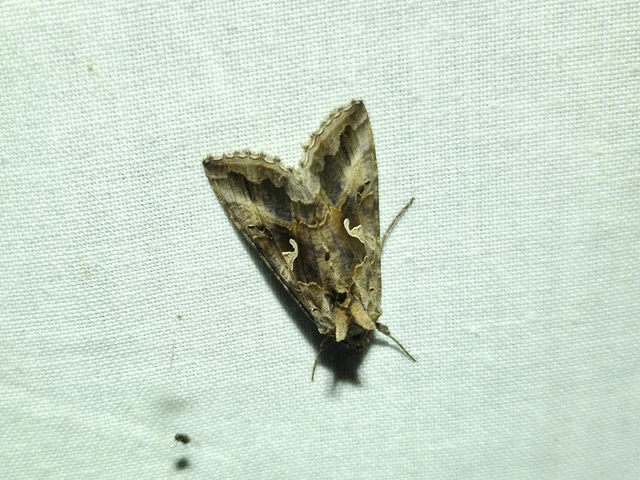 Autographa gamma - gammalepke