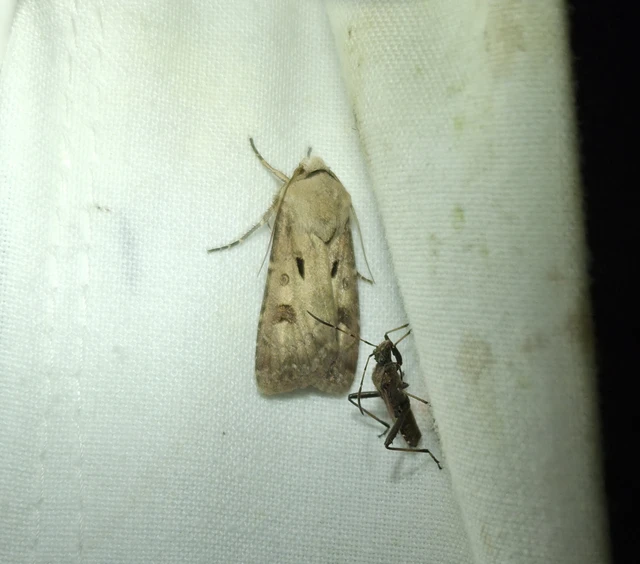 Agrotis exclamationis - felkiáltójeles földibagoly