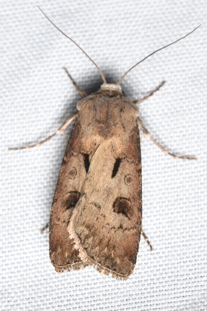 Agrotis exclamationis - felkiáltójeles földibagoly