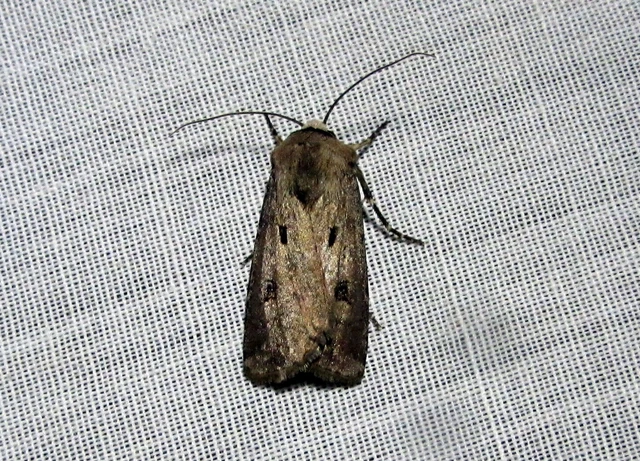 Agrotis exclamationis - felkiáltójeles földibagoly