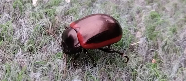 Chrysolina limbata - keretes levélbogár