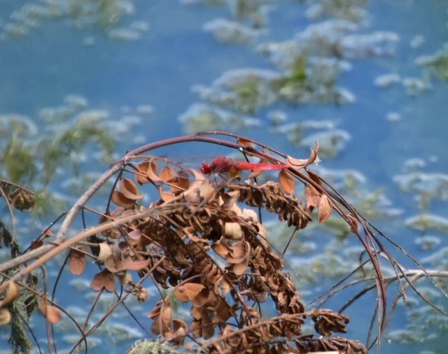 Crocothemis erythraea - skarlát szitakötő
