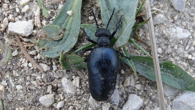 Meloe scabriusculus - érdes nünüke