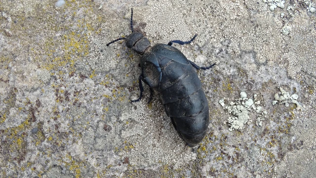 Meloe cicatricosus - óriásnünüke