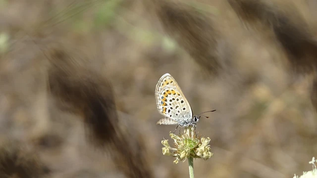 Plebejus argus - ezüstös boglárka Plebejus argus - ezüstös boglárka