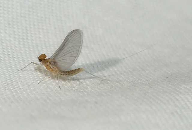 Ephemeroptera - Kérészek Ephemeroptera - Kérészek