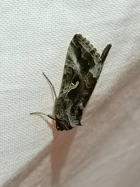 Autographa gamma - gammalepke