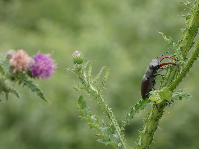 Lucanus cervus - nagy szarvasbogár