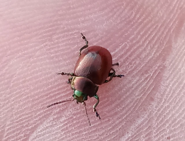 Chrysolina polita - réti mentalevelész