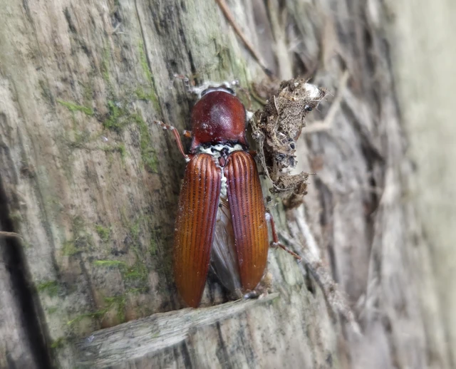 Stenagostus rufus - nagy pattanó