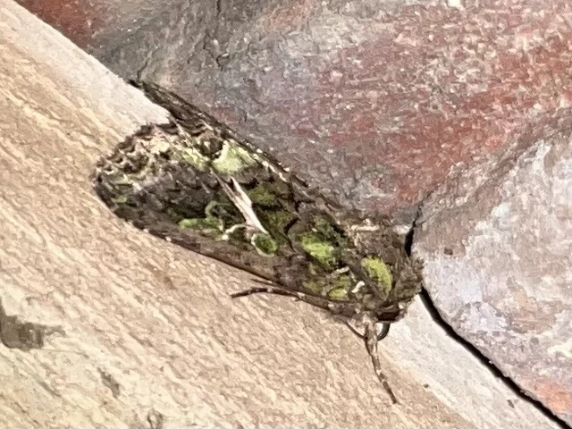 Trachea atriplicis - nyári zöldbagoly