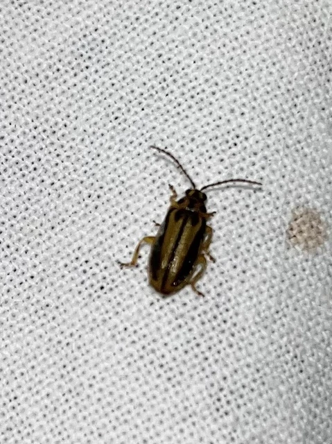 Xanthogalerucella luteola - szilfa-olajosbogár