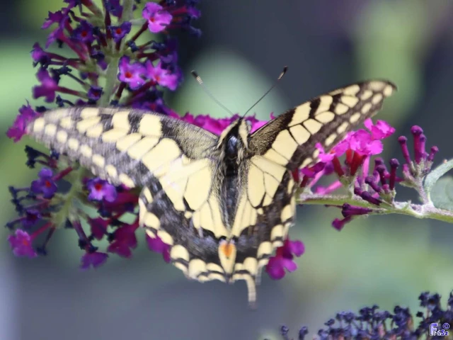Papilio machaon - fecskefarkú lepke