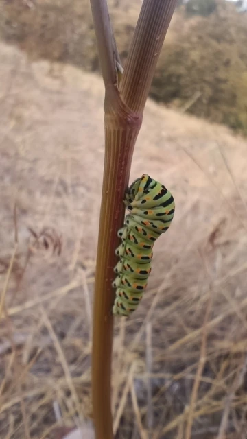 Papilio machaon - fecskefarkú lepke