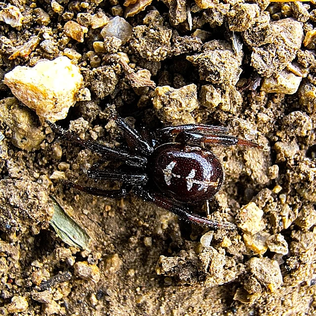 Araneae - Pókok Araneae - Pókok