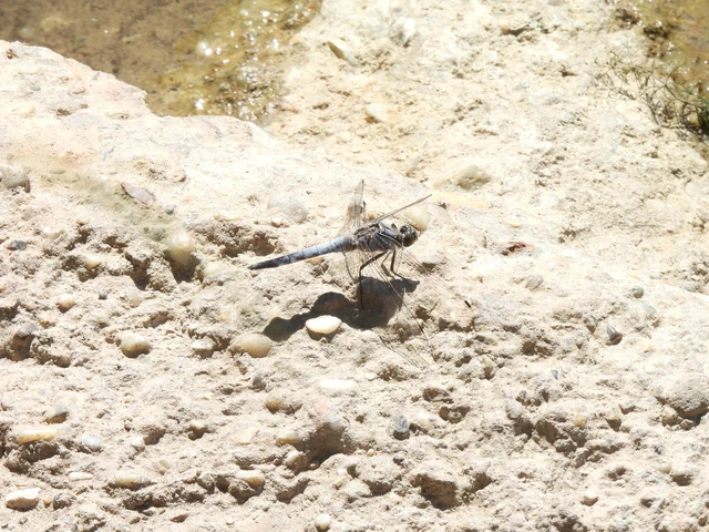 Orthetrum cancellatum - feketefarkú pásztorszitakötő