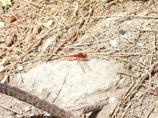 Crocothemis erythraea - skarlát szitakötő
