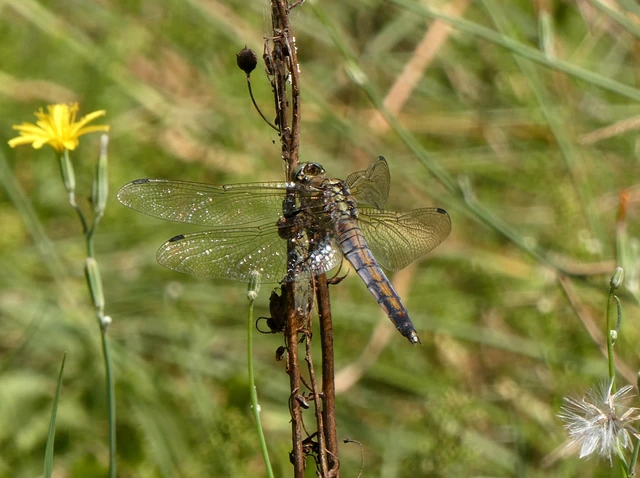 Orthetrum cancellatum - feketefarkú pásztorszitakötő