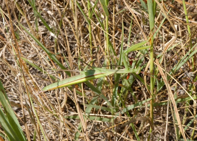 Mantis religiosa - imádkozósáska Mantis religiosa - imádkozósáska