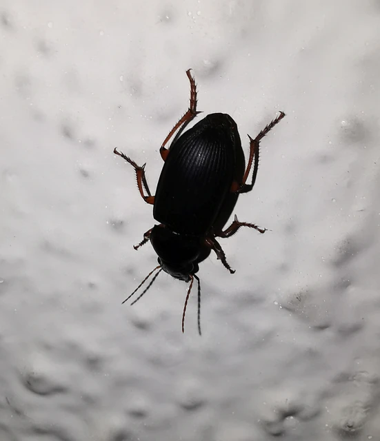 Carabidae - futóbogárfélék Carabidae - futóbogárfélék