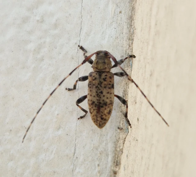 Leiopus nebulosus - öves gesztcincér