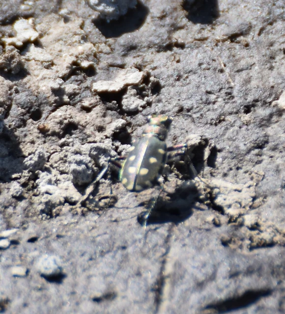 Calomera littoralis nemoralis - sziki homokfutrinka Calomera littoralis nemoralis - sziki homokfutrinka
