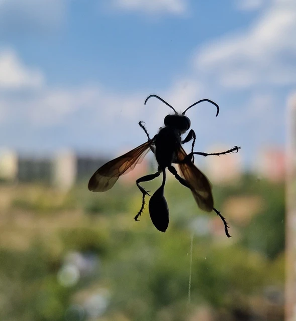 Isodontia mexicana - mexikói fűdarázs Isodontia mexicana - mexikói fűdarázs