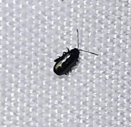 Phyllotreta