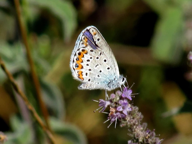 Plebejus argus - ezüstös boglárka Plebejus argus - ezüstös boglárka