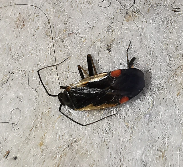 Adelphocoris seticornis - szegélyes mezeipoloska Adelphocoris seticornis - szegélyes mezeipoloska