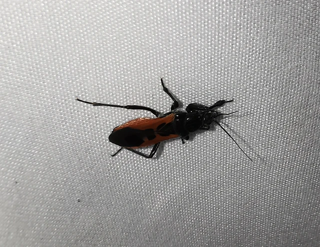 Peirates hybridus - foltos rablópoloska Peirates hybridus - foltos rablópoloska