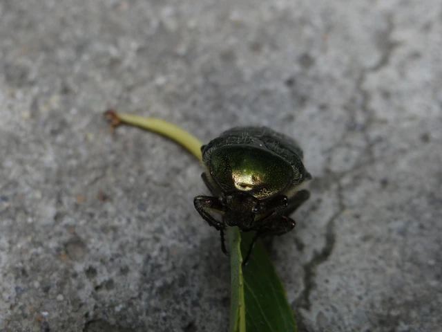 Cetonia aurata - aranyos virágbogár Cetonia aurata - aranyos virágbogár
