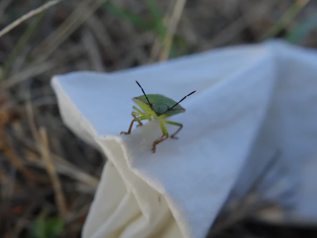 Nezara viridula - zöld vándorpoloska Nezara viridula - zöld vándorpoloska