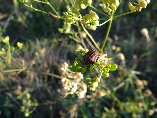 Graphosoma italicum - csíkos pajzsospoloska