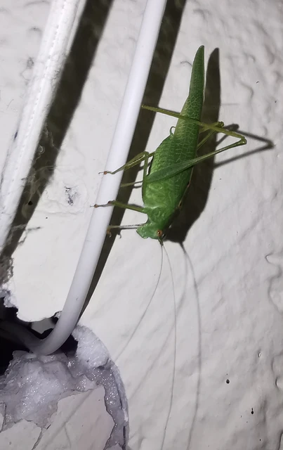 Phaneroptera nana - pontozott repülőszöcske