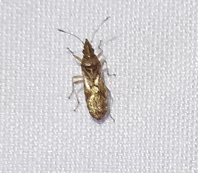 Belonochilus numenius - amerikai platánbodobács Belonochilus numenius - amerikai platánbodobács