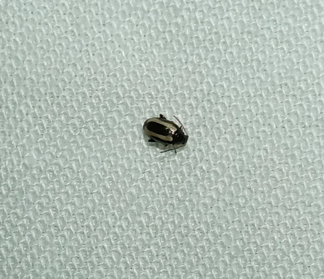 Phyllotreta