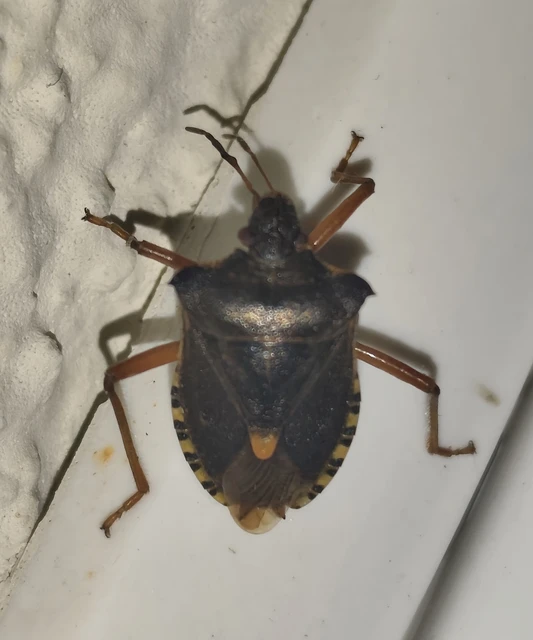 Pentatoma rufipes - vöröslábú címerespoloska