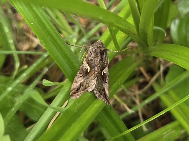 Autographa gamma - gammalepke