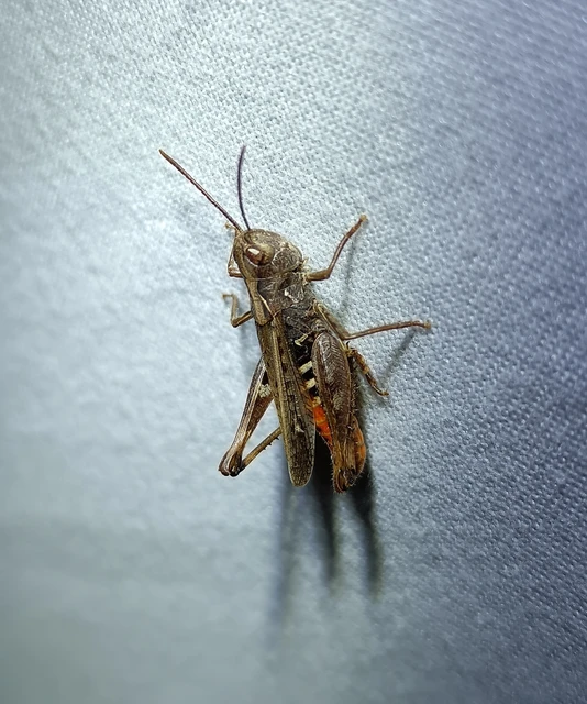 Omocestus haemorrhoidalis - barna tarlósáska Omocestus haemorrhoidalis - barna tarlósáska