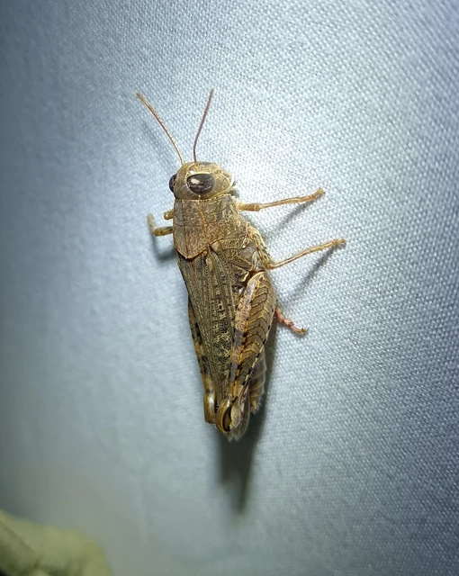 Calliptamus italicus - olaszsáska Calliptamus italicus - olaszsáska