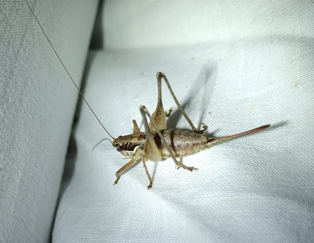Pachytrachis gracilis - karcsú szöcske Pachytrachis gracilis - karcsú szöcske