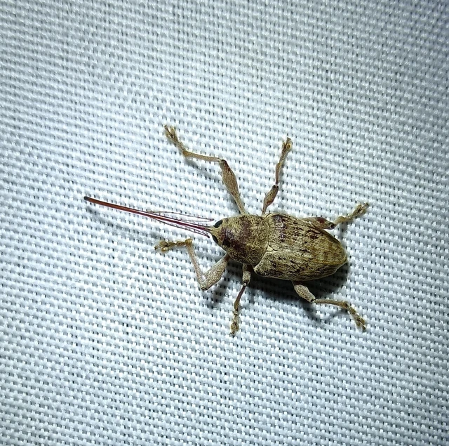 Curculio elephas - gesztenyezsuzsóka Curculio elephas - gesztenyezsuzsóka