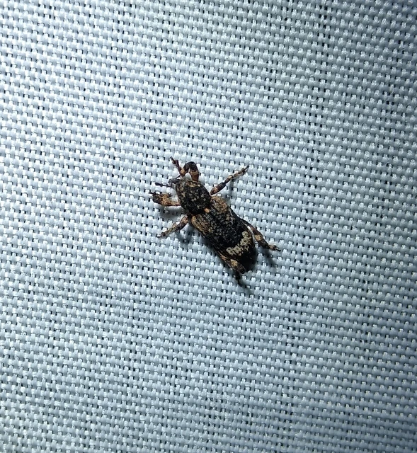 Camptorhinus statua - bordás holttettetős-ormányos