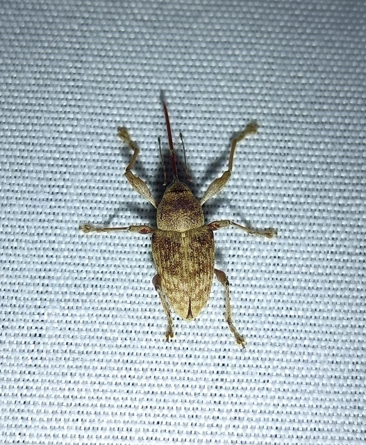 Curculio elephas - gesztenyezsuzsóka