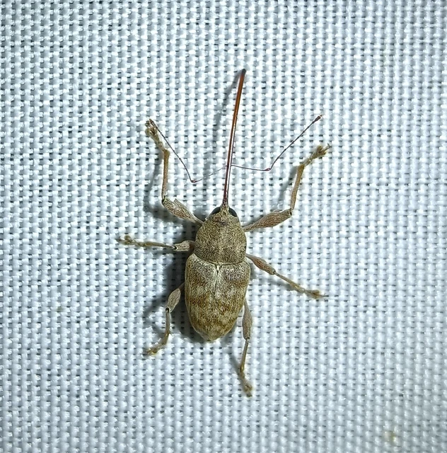 Curculio elephas - gesztenyezsuzsóka Curculio elephas - gesztenyezsuzsóka