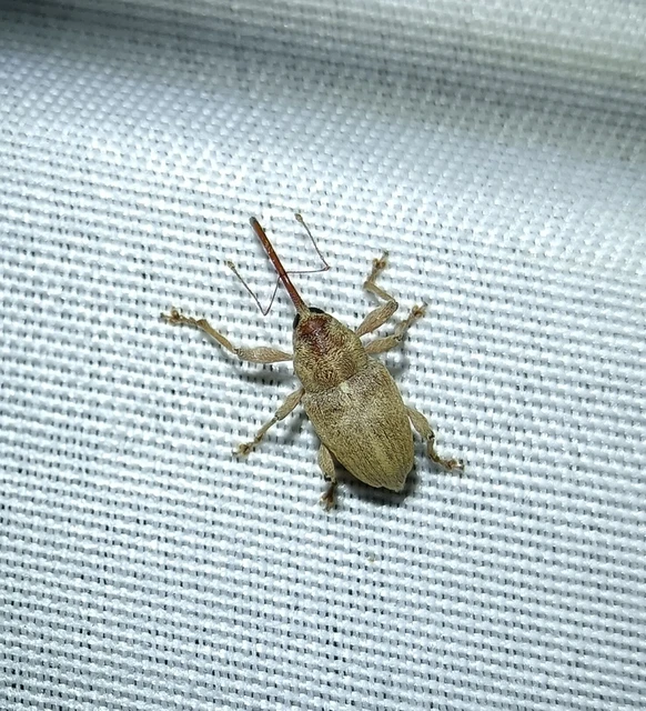 Curculio propinquus - halvány zsuzsóka Curculio propinquus - halvány zsuzsóka